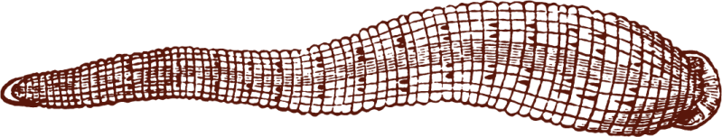 leech Image